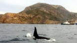 Avistan orcas en las costas de Cartagena