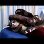 Perezoso muy cariñoso masajea a gato