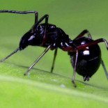 Esta araña produce leche... y es más nutritiva que la de vaca
