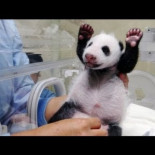 Tierno momento en que oso panda ve por primera vez a su cria