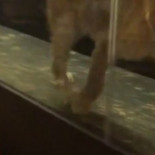 Piden el cierre de un restaurante por maltrato animal: exhiben a una leona en una diminuta jaula de cristal