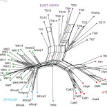 La evolución de Caperucita Roja