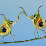 La luz LED, el insecticida del siglo XXI