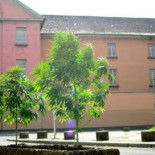 Alemanes Plantan Cannabis por toda la ciudad en forma de protesta