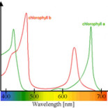 Plantas verdes en un planeta que fue púrpura