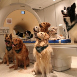 Un estudio demuestra que los perros entienden qué dices y cómo lo dices