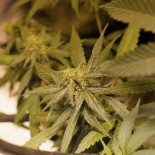 Europa: el claro retroceso de la legalización del cannabis