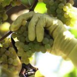 Sanciones de Hacienda a las colaboraciones familiares en las cosechas de patatas y uvas