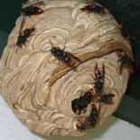 "Es imposible erradicar la avispa asiática de España"