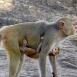 Los virus relacionados con el VIH infectan a los primates desde hace 16 millones de años