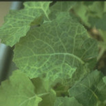 Los peligros del virus 35S, génesis de una leyenda urbana