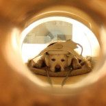 El cerebro de tu perro distingue lo que le dices y cómo se lo dices