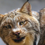 Muere Lince atropellado en Villanueva de la Reina