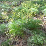Descubren una especie vegetal, única en el mundo, en el Parque Natural de Cazorla, Segura y Las Villas