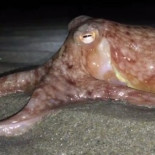 Encuentran decenas de pulpos desplazándose fuera del agua sin que se sepa la causa