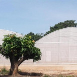 Ensayo con hongo transgénico mata el 99% de los mosquitos de la malaria