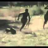 Cazando jabalíes con babuinos