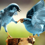 Twitter acepta recuperar Politwoops, el servicio que almacenaba tuits eliminados de políticos