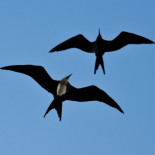 Éxodo de ejecutivos en Twitter: sus responsables de medios y producto dimiten