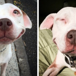 Este perro no ha dejado de sonreír desde que fue adoptado