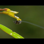 Araña trabajando