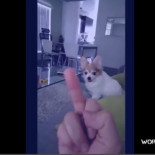 Perro no perdona que le muestren el dedo medio