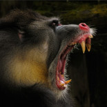 Caminando entre animales