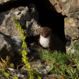El analfabetismo de los niños sobre la naturaleza y el "efecto Walt Disney"