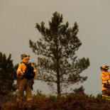 Portugal anuncia que no autorizará más plantaciones de eucalipto