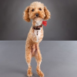 Cosas de perros discapacitados. Mas fuertes de lo que piensas