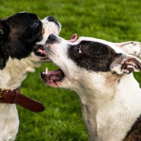 Dos perros de raza peligrosa atacan y hieren de gravedad a una mujer de avanzada edad en Melide