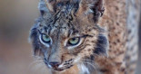 Lince ibérico: radiografía de un renacimiento