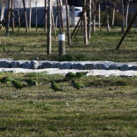 El Ayuntamiento de Madrid anuncia una campaña para acabar con las cotorras argentinas