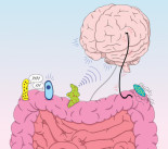 Un compuesto generado por bacterias intestinales altera la estructura del cerebro y el comportamiento de ratones