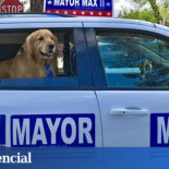 Un golden retriever repite como alcalde en un pueblo de California