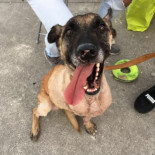 Perros de la Unidad Canina de Protección Civil de Vigo, del servicio público al maltrato y el abandono