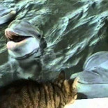 Delfinete y gatete, amiguetes en un periquete