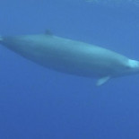 Primeras imágenes submarinas del zifio “invisible”