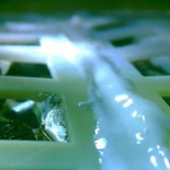 Muere la primera planta en brotar en la cara oculta de la Luna