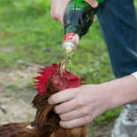 Los quintos de Muro maltratan animales hasta la muerte