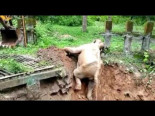 Elefante bebé agradece a excavadora por sacarlo de una zanja