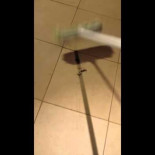 Lo que puede pasar si atacas a una gran araña lobo australiana