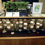 La guerra mundial contra las drogas tiene los días contados