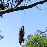 Aparece un lobo colgado en Parres (Asturias)