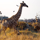 Seleccion de "The Big Picture" de fotos del concurso de "National Geographic"