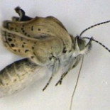 Se detecta otra fuga radiactiva en Fukushima