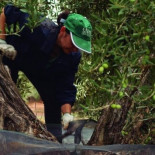Denuncian el "bulo" de la falta de mano de obra en el campo jiennense