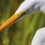 Fotografias de aves 2017