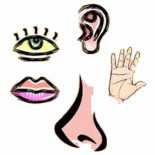 Los seres humanos no tienen 5 sentidos, sino 9, como mínimo