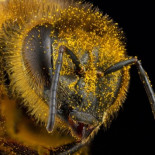 Cómo la piratería en línea aplastó a un fotógrafo de insectos [ENG]